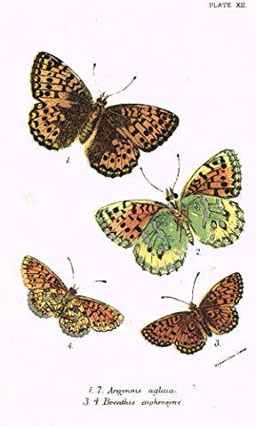 Kirby's Butterfies & Moths - "ARGYNNIS - Plate XII" - Chromolithogrpah - 1896