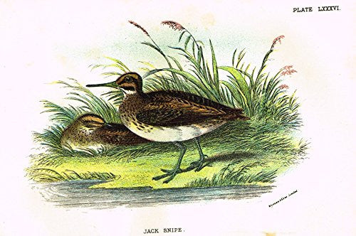 Lloyd's Natural History - "JACK SNIPE" - Pl. LXXXVI - Chromolithograph - 1896