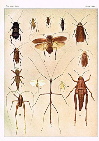 Howard's The Insect Book - MISCELLANEOUS OTHOPTERA - Lithograph - 1902
