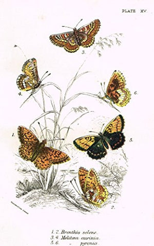 Kirby's Butterfies & Moths - "BRENTHIS - Plate XV" - Chromolithogrpah - 1896