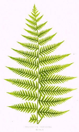 Lowe's Ferns - "POLYPODIUM TRICHODES" - Chromolithograph - 1856