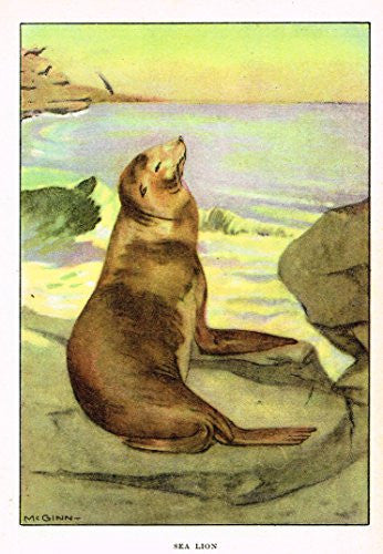 Seton's Northern Animals - SEA LION - Lithograph - 1909