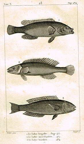 De Lacepede's L'Histoire Naturelle - LE LABRE - 3 KINDS - Copper Engraving - 1825