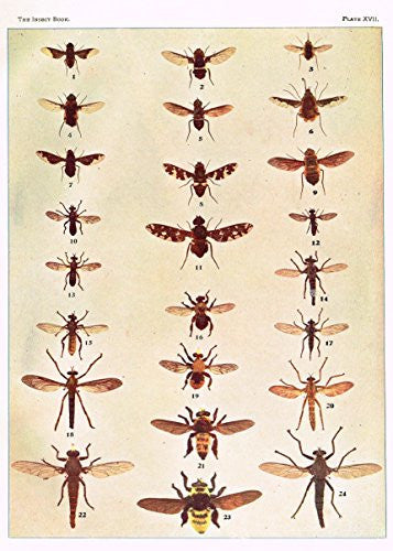 Howard's The Insect Book - TRUE FLIES - Lithograph - 1902