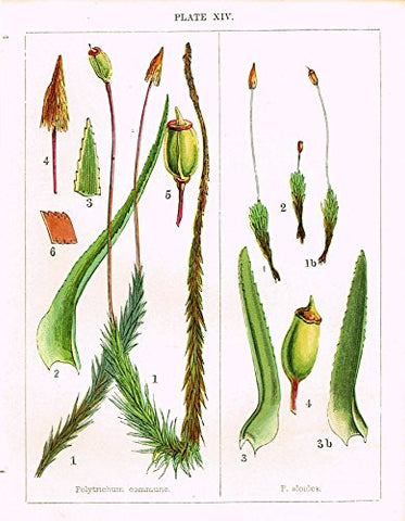 Stark's British Mosses - POLYTRICHUM COMMUNE - Chromolithograph - 1860