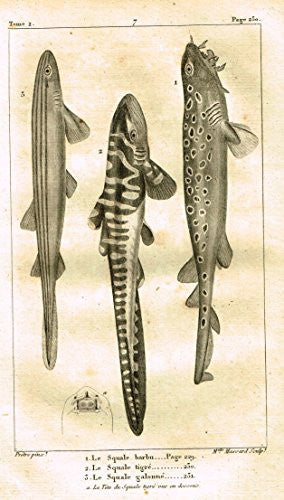 De Lacepede's L'Histoire Naturelle - TIGER SHARK - Copper Engraving - 1825