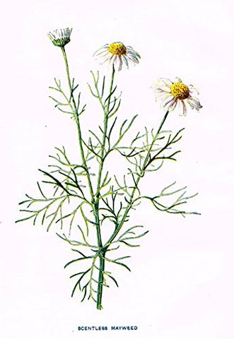 Hulme's Familiar Wild Flowers - "SCENTLESS MAYWEED" - Lithograph - 1902