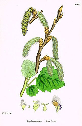 Sowerby's English Botany - "GRAY POPLAR" - H-Col'd Litho - 1873