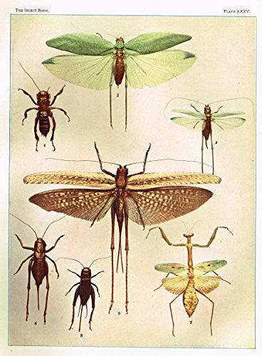 Howard's The Insect Book - TYPES OF ORTHOPTERA - Lithograph - 1902