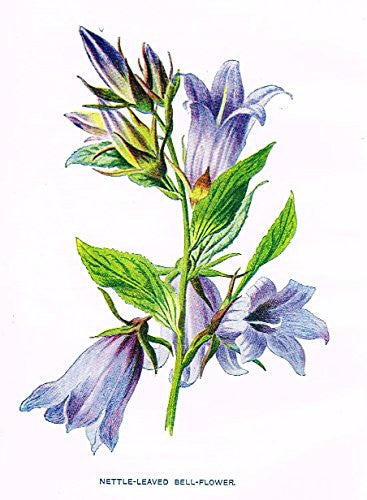Hulme's Familiar Wild Flowers - "NETTLE-LEAVED BELL-FLOWER" - Lithograph - 1902
