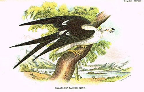 Lloyd's Natural History - "SWALLOW-TAILED KITE" - Pl. XLVII - Chromolithograph - 1896