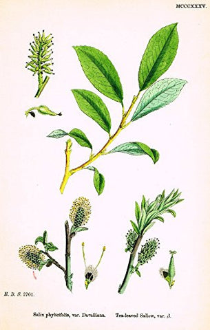 Sowerby's English Botany - "SALIX PHYLICIFOLIA" - Hand-Colored Litho - 1873