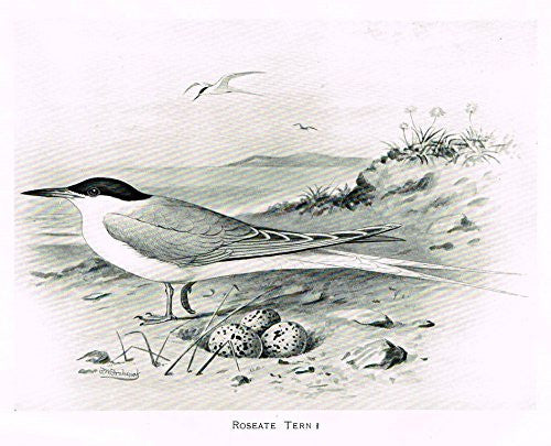 Frowhawk's British Birds - "ROSEATE TERN" - Lithograph - 1896