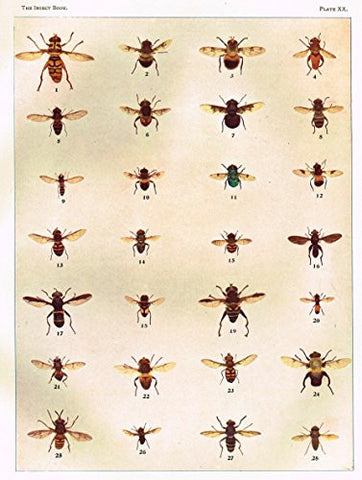 Howard's The Insect Book - TRUE FLIES - PLATE XX - Lithograph - 1902