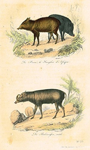 Buffon's Book of Birds - "ANIMALS - WILD BOARS" - Hand-Colored Steel Engraving - 1841