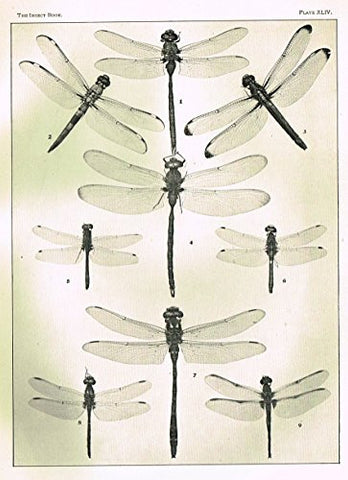 Howard's The Insect Book - DRAGON FLIES- PLATE XLIV - Lithograph - 1902