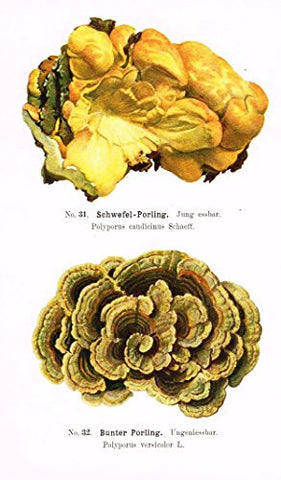 Schmalfub's Mushrooms - SCHWEFEL PORLING - Coloured Lithograph - 1897