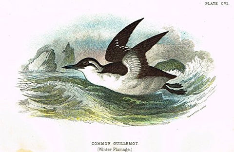 Lloyd's Natural History - "COMMON GUILLEMOT" - Pl. CVI - Chromolithograph - 1896