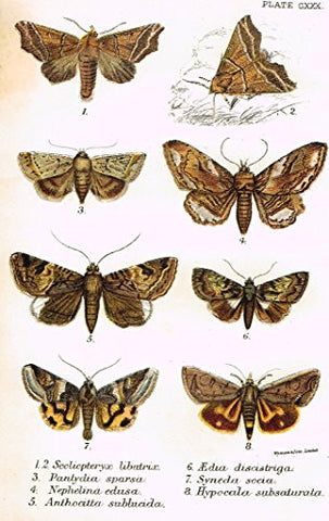 Kirby's Butterfies & Moths - "SCOLIOPTERYX - Plate CXXX" - Chromolithogrpah - 1896