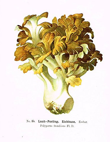 Schmalfub's Mushrooms - LAUB-PORLING EICHHASE - Coloured Lithograph - 1897