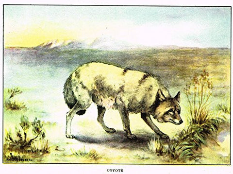 Seton's Northern Animals - "COYOTE" - Lithograph - 1909