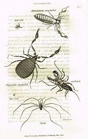 Shaw's General Zoology - INSECTS - "PHALANGIUM OPILIO" - Copper Engraving - 1805