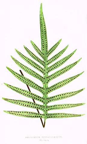 Lowe's Ferns - "POLYPODIUM SPORADOCARPUM" Chromolithograph - 1856