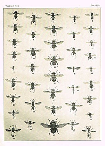 Howard's The Insect Book - TRUE FLIES - PLATE XXI - Lithograph - 1902