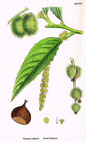 Sowerby's English Botany - "SWEET CHESTNUT" - Hand-Colored Litho - 1873
