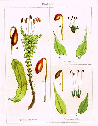 Stark's British Mosses - BRYUM LIGULATUM - Chromolithograph - 1860