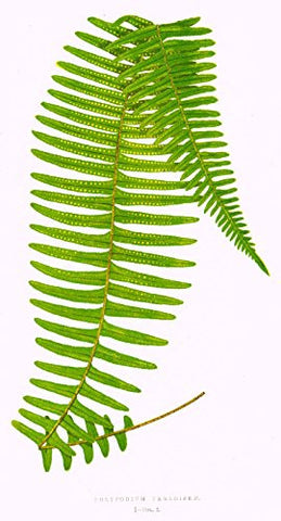 Lowe's Ferns - "POLYPODIUM PARADISEE" Chromolithograph - 1856