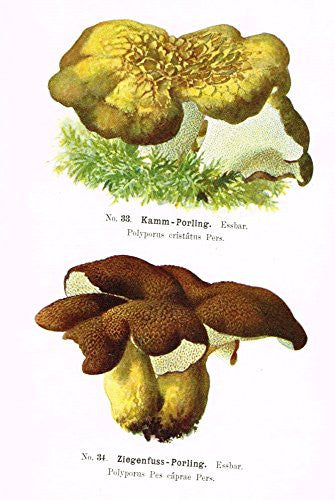 Schmalfub's Mushrooms - KAMM PORLING - Coloured Lithograph - 1897