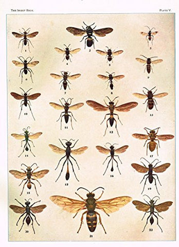 Howard's The Insect Book - WASPS - Lithograph - 1902