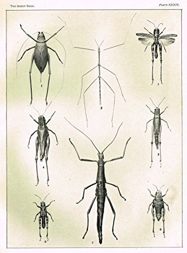 Howard's The Insect Book - TRUE LOCUSTS - PLATE XXXIV - Lithograph - 1902