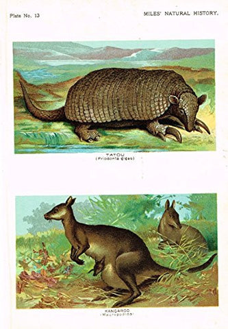 Miles's Natural History - "Kangaroo & Tatou" - Chromolithograph - 1895