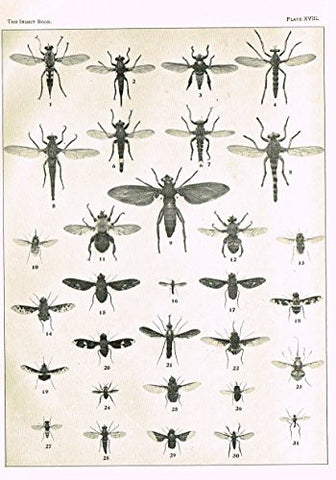 Howard's The Insect Book - TRUE FLIES- PLATE XVIII - Lithograph - 1902