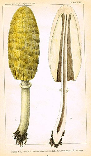 U.S.D.A. Yearbook Mushrooms - "HORSE-TAIL FUNGUS" - Lithograph - 1897