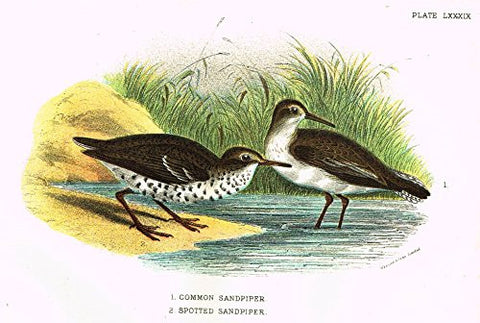 Lloyd's Natural History - "COMMON & SPOTTED SANDPIPER" - Pl. LXXXIX - Chromolithograph - 1896