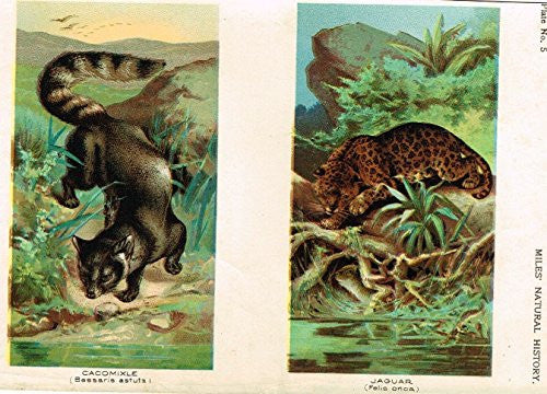 Miles's Natural History - "Jaguar & Cacomixle" - Chromolithograph - 1895