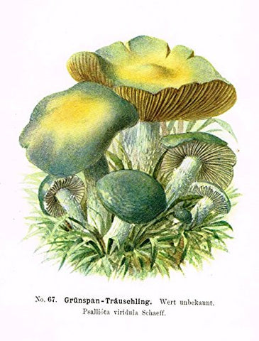 Schmalfub's Mushrooms - "GRUNSPAN TRAUSCHLING" - Coloured Lithograph - 1897