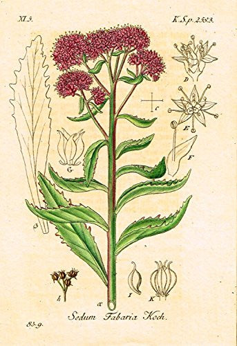 Strum's Flowers - "SEDUM FABARIA KOCH" - Miniature Hand-Colored Engraving - 1841