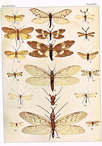 Howard's The Insect Book - "NEUROPTEROID BUGS" - Lithograph - 1902