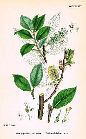 Sowerby's English Botany - "TEA-LEAVED SALLOW VAR. B" - Hand-Colored Litho - 1873