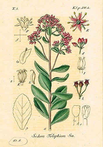 Strum's Flowers - "SEDUM TELEPHIUM" - Miniature Hand-Colored Engraving - 1841