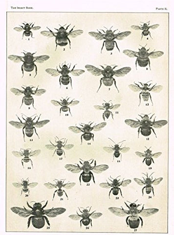 Howard's The Insect Book - "BEES - PLATE II" - Lithograph - 1902