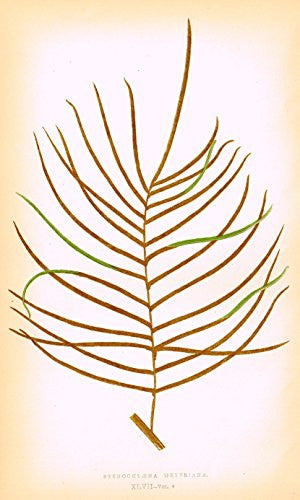 Lowe's Ferns - "STENOCHLAENA MEYERIANA" - Chromolithograph - 1856