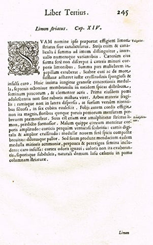 Ferrari HESPERTHUSA'S - "ILLUMINATED INITIALS, Page 254" - Copper Engraving - 1646