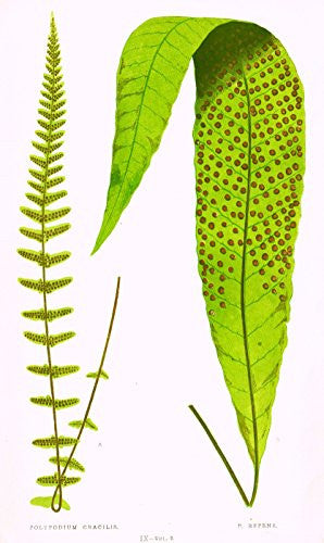 Lowe's Ferns - "POLYPODIUM GRACILIS" - Chromolithograph - 1856