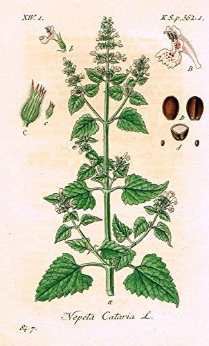 Strum's Flowers - "NEPETA CATARIA" - Miniature Hand-Colored Engraving - 1841