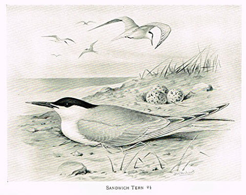 Frowhawk's British Birds - "Sandwich Tern" - Lithograph - 1896
